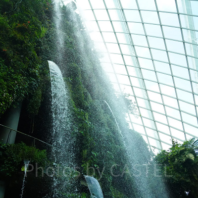 ガーデンズバイザベイ：クラウドフォレスト