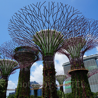 ガーデンズバイザベイ：スーパーツリーグローブ