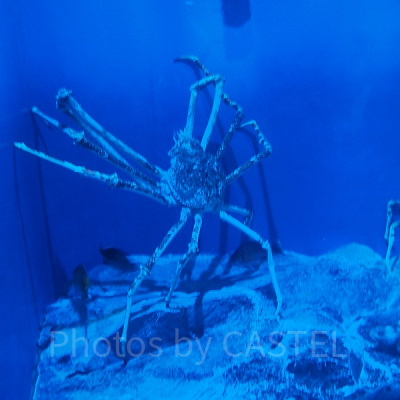 巨大なタカアシガニ