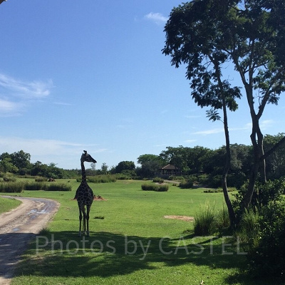 キリマンジャロ・サファリ内にいるキリン