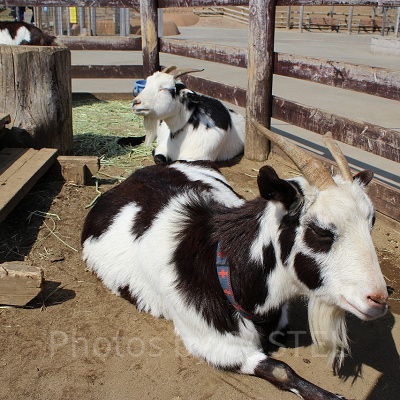 ふれあい広場のヤギ