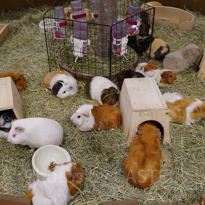 ふれあいパークのモルモットたち