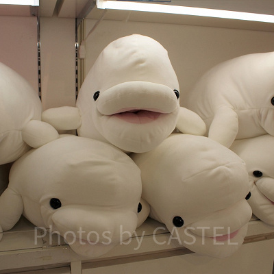 八景島かぷっとシロイルカ