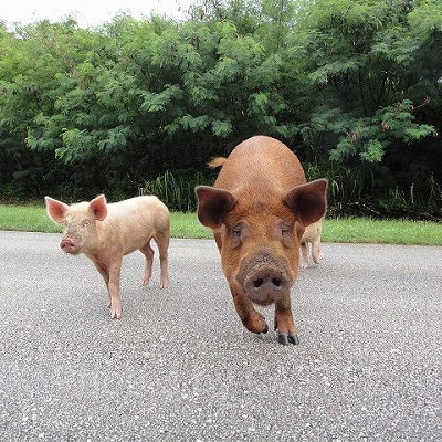 プンバァはブタと呼ばれたことがある？