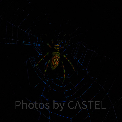 ホーンテッドマンション：蜘蛛