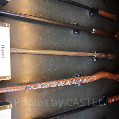 ハシバミ（8/5～9/1）