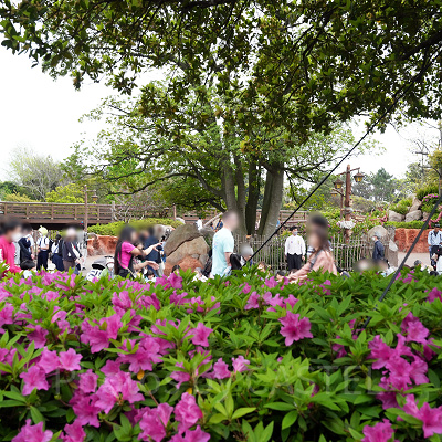 キャプテンフックス・ギャレーとパレードルートの間にある生垣