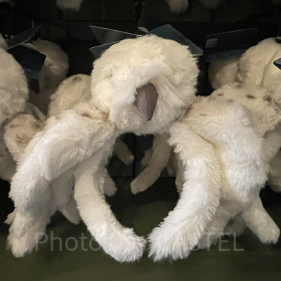 ヘドウィグのカチューシャ