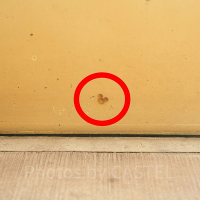 モンスターズインクの隠れミッキー：Qラインの植え込み