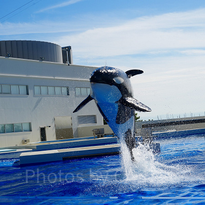 神戸須磨シーワールドの見どころ