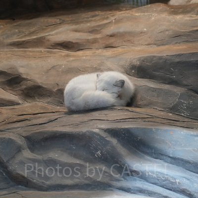 香港オーシャンパーク：ホッキョクギツネ