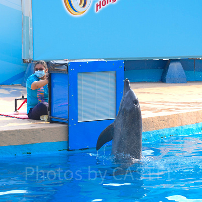 香港オーシャンパーク：イルカのショー