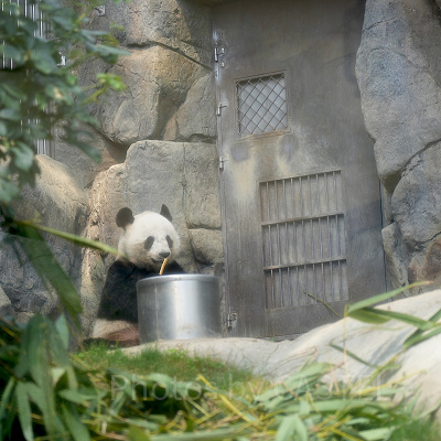 香港オーシャンパーク：パンダ