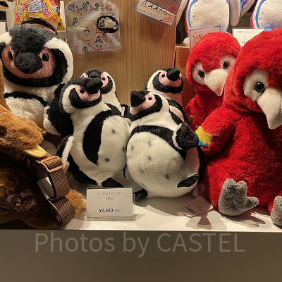 フンボルトペンギン3変化