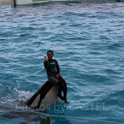 力持ちだからトレーナーさんを鼻先に乗せてスイスイ泳ぎます