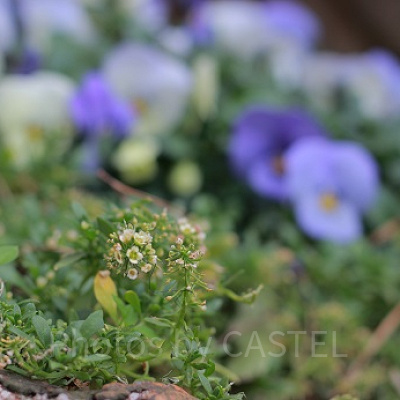 クリッターカントリーの花壇です。