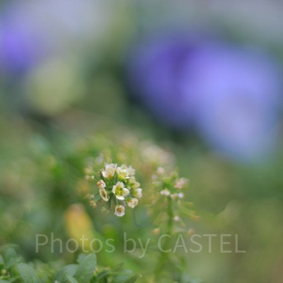 同じくクリッターカントリーの花壇です。