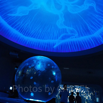 クラゲファンタジーホール