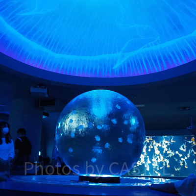 クラゲファンタジーホール／新江ノ島水族館