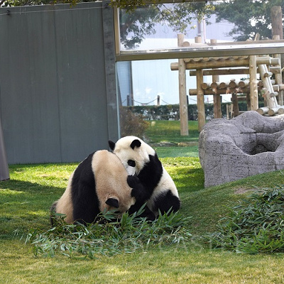 良浜にじゃれる甘えん坊の楓浜