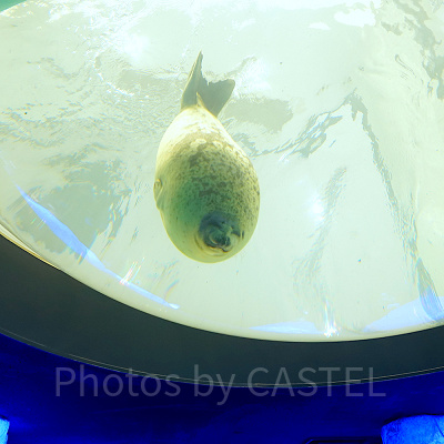 海遊館の北極圏水槽（のぞき窓部分）