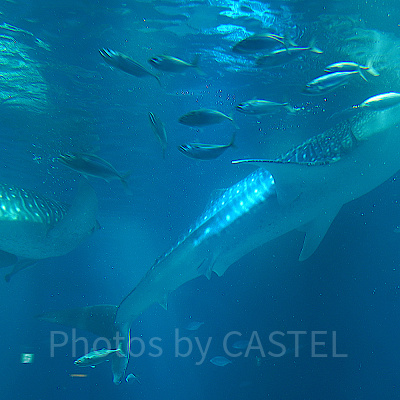 海遊館の太平洋水槽