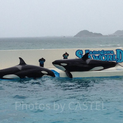 鴨川シーワールド