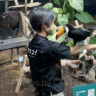 飼育員解説　オニオオハシ編