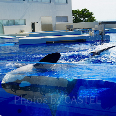 神戸須磨シーワールドのシャチショー：早めの到着がおすすめ