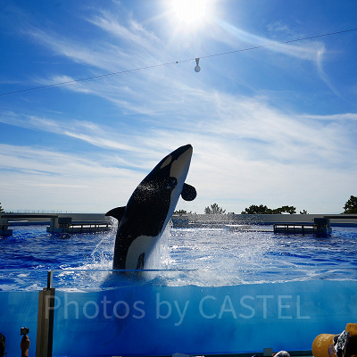 神戸須磨シーワールドのシャチショー：感想