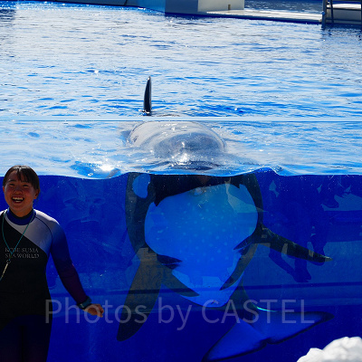 神戸須磨シーワールドのシャチショー：シャチの豆知識