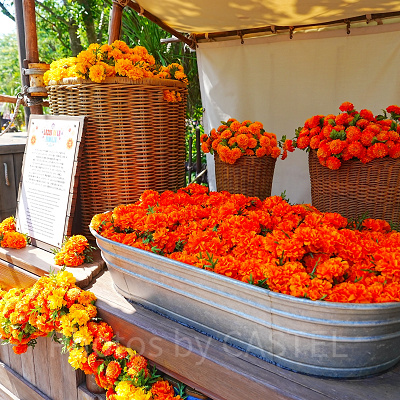 マリーゴールドと死者の日の関係