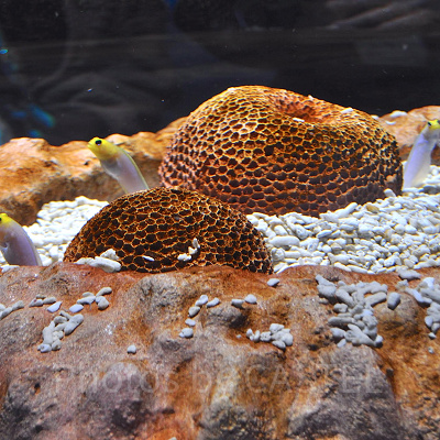 MARINE NOTE 生命のゆらぎ／神戸ポートミュージアムアトア