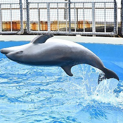 マリンワールドの料金：入館料金