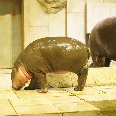 ミニカバの赤ちゃん