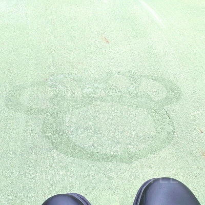 足元にミニーが！