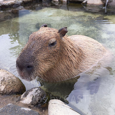 那須どうぶつ王国