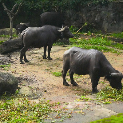 ナイトサファリ：水牛