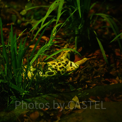 ナイトサファリ：ウンピョウ