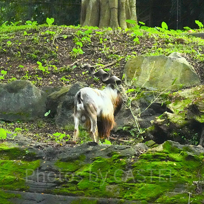 ナイトサファリ：ヒマラヤ丘陵地帯