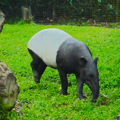 ナイトサファリ：マレーバク