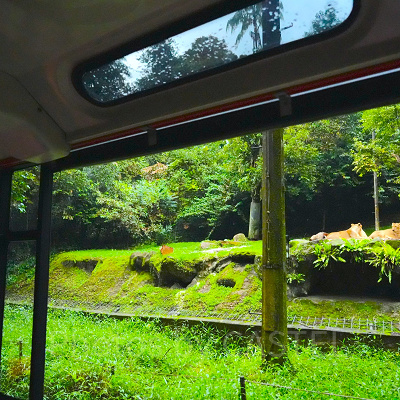 ナイトサファリ：オープンズーの魅力