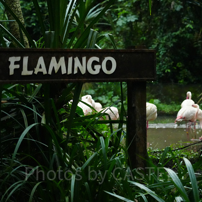 ナイトサファリ：営業時間