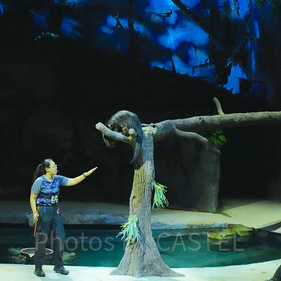 ナイトサファリ：ショー