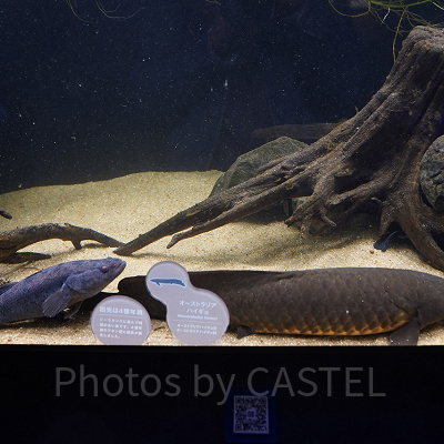 オセアニア・アジアゾーン