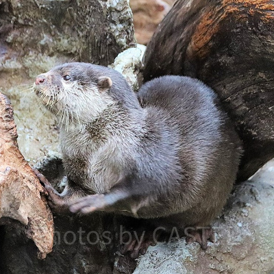 海遊館のカワウソ