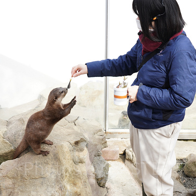 アドベンチャーワールドのカワウソの食事タイム