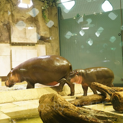 ミニカバの親子