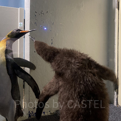 親と戯れるペンギンのヒナ