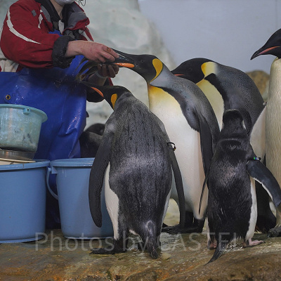 ペンギンの食事タイム